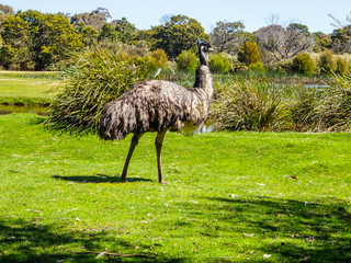 Australia Wild Emu found in Moonlit Sanctuary