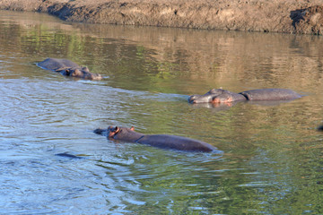 Flußpferde schwimmen in einem Fluß in Kenias Nationalpark