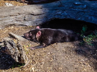 Tasmanian devil, Australian animal