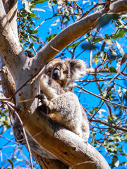 Cute Australian sleepy koala bear