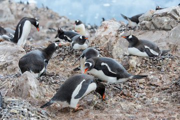 Gentoo penguin in nest