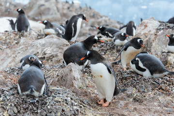 Gentoo penguin in nest