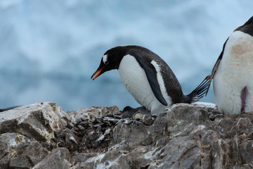 Fototapeta premium Gentoo penguin with chicks in nest
