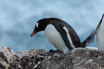 Gentoo penguin with chicks in nest