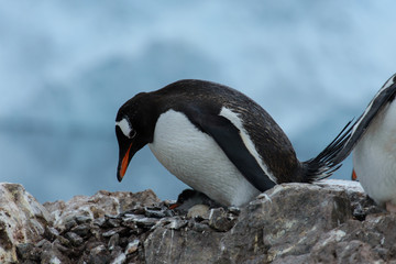 Fototapeta premium Gentoo penguin with chicks in nest