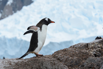 Naklejka premium Gentoo penguin on rock