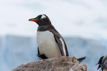 Fototapeta premium Gentoo penguin's chicks in nest