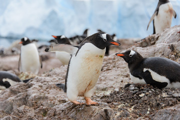 Fototapeta premium Gentoo penguin in nest