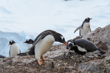 Obraz premium Gentoo penguin in nest