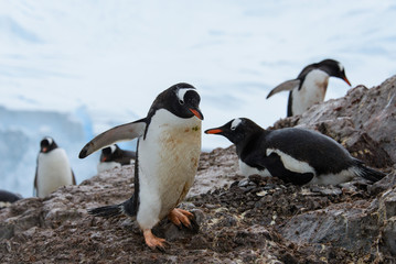 Gentoo penguin in nest