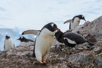 Fototapeta premium Gentoo penguin in nest