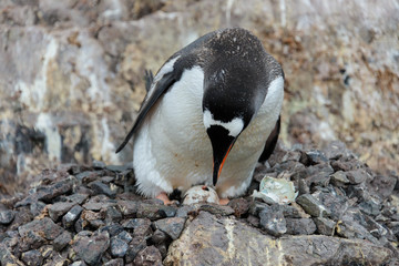 Fototapeta premium Gentoo penguin with egg in nest