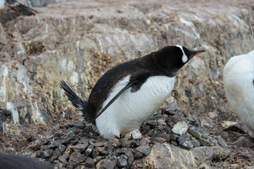 Fototapeta premium Gentoo penguin with egg in nest