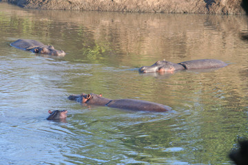 Flußpferde schwimmen in einem Fluß in Kenias Nationalpark