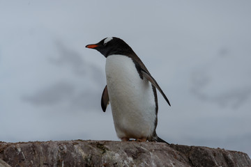 Fototapeta premium Gentoo penguin on rock