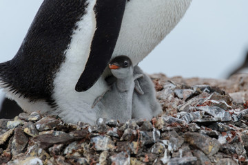 Gentoo penguin's chicks in nest
