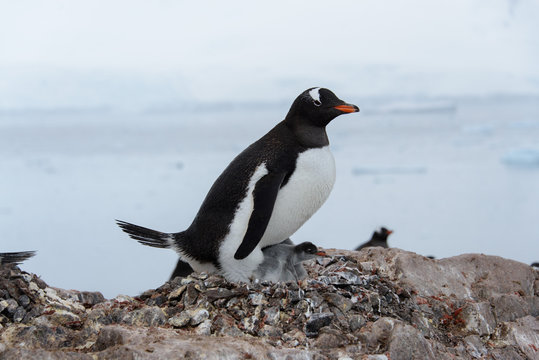 Gentoo penguin with chicks in nest