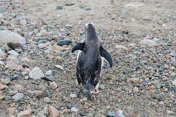 Gentoo penguin going to sea