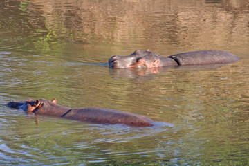 Flu&szlig;pferde schwimmen in einem Flu&szlig; in Kenias Nationalpark
