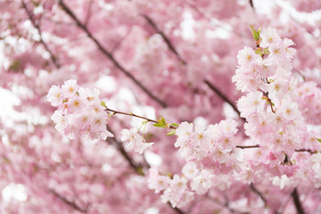 Close up of cherry tree flowers. Beautiful spring background