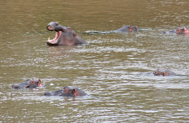 Fototapeta premium Flußpferde schwimmen in einem Fluß in Kenias Nationalpark