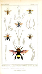 Illustration of insects