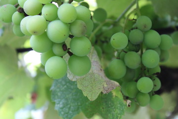 Grapes