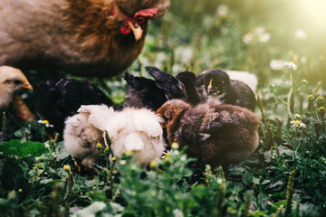 Mom chicken with her baby chick feeding with organics in local.