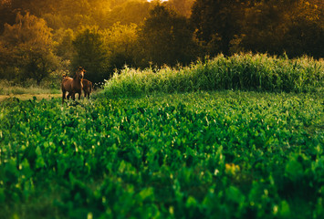 Two young horses together on pasturage in summer