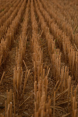 Fototapeta premium Wheat harvest field.
