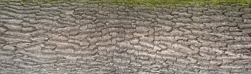 Relief texture of the bark of oak with green moss and lichen. Panoramic photo of a tree bark texture.