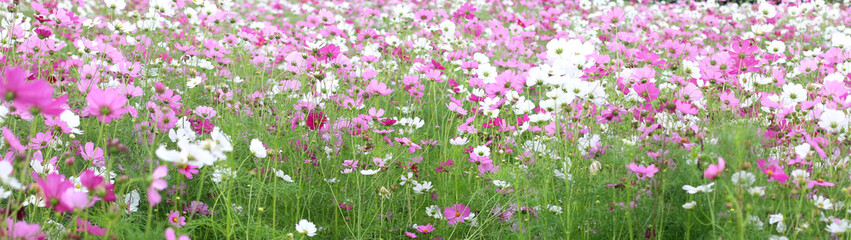 Blurred wild Cosmos flowers spring landscape banner background with copy space.
