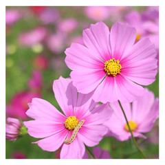 Obraz premium Little worm on Wild Cosmos flowers spring landscape background with copy space.