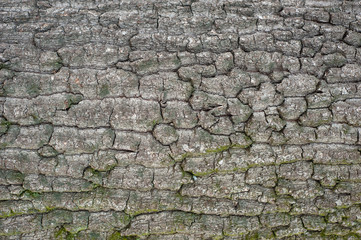 Relief texture of the bark of oak with green moss and lichen.  Image of a tree bark texture.