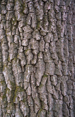 Relief texture of the bark of oak with green moss and lichen.  Image of a tree bark texture.