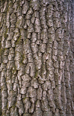 Obraz premium Relief texture of the bark of oak with green moss and lichen. Image of a tree bark texture.