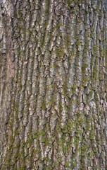 Relief texture of the bark of oak with green moss and lichen.  Image of a tree bark texture.