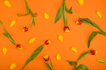 top view of beautiful tulip flowers with petals on orange background