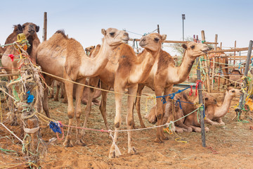 Chameaux au marché aux chameaux à Al Ain, ÉMIRATS ARABES UNIS