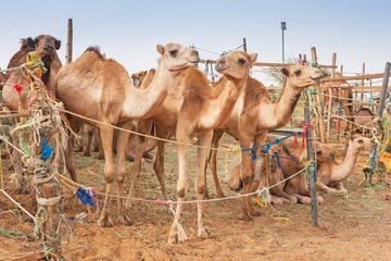Crédence de cuisine en verre imprimé Chameau Chameaux au marché aux chameaux à Al Ain, ÉMIRATS ARABES UNIS