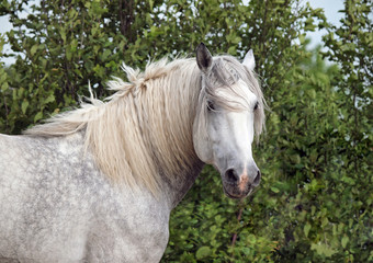 Obraz premium Portrait of a horse of breed the Percheron on a natural background