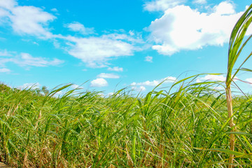 沖縄のサトウキビ畑