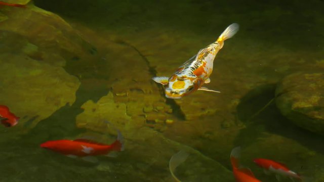 koi fish and goldfish in clear pond water 4k