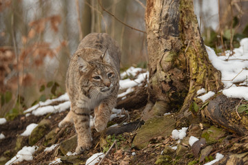 Rot luchs in Winterlandschaft