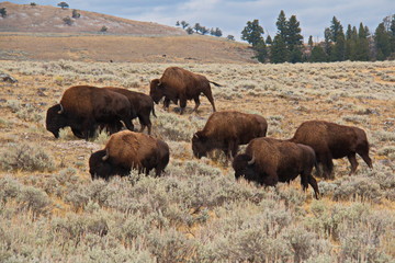 Bison herd in Yellowstone National Park in Wyoming in the USA
