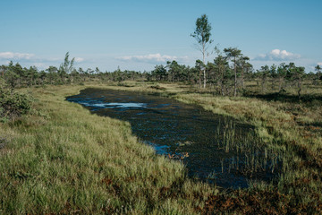 Beautiful small blue lake with green swamp grass and moss in swamp in summer. Kemeru Latvia