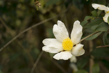 Camellia flowers 