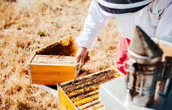 Beekeeper working in apiary
