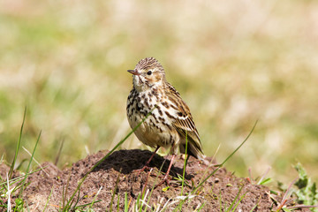 Wiesenpieper