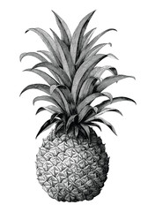 Pineapple hand drawing vintage engraving style isolate on white background